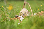 Labradoodle Welpe im Krbchen