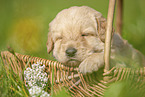 Labradoodle Welpe im Krbchen