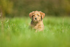 Labradoodle Welpe auf Wiese