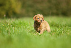 Labradoodle Welpe auf Wiese