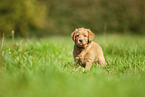 Labradoodle Welpe auf Wiese