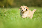 Labradoodle Welpe auf Wiese