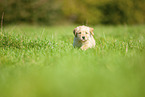 Labradoodle Welpe auf Wiese