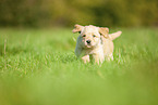 Labradoodle Welpe auf Wiese