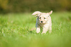 Labradoodle Welpe auf Wiese