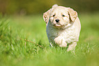 Labradoodle Welpe auf Wiese