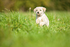 Labradoodle Welpe auf Wiese