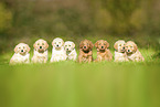 Labradoodles auf Wiese