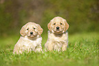 Labradoodles auf Wiese