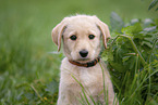 Labradoodle Welpe Portrait