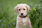 Labradoodle Welpe Portrait