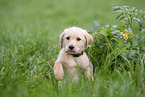 Labradoodle Welpe