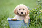 Labradoodle Welpe in Eimer