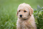 Labradoodle Welpe Portrait