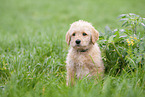 Labradoodle Welpe