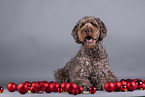 brauner Labradoodle Rde