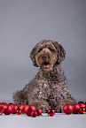 brauner Labradoodle Rde