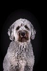 grauer Labradoodle vor schwarzem Hintergrund