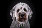 grauer Labradoodle vor schwarzem Hintergrund