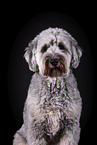 grauer Labradoodle vor schwarzem Hintergrund