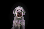 grauer Labradoodle vor schwarzem Hintergrund