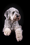 grauer Labradoodle vor schwarzem Hintergrund