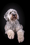 grauer Labradoodle vor schwarzem Hintergrund