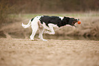 schwarz-weier Labradoodle