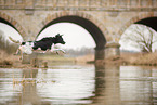 schwarz-weier Labradoodle