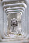 Labradoodle Rde