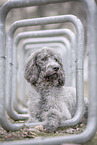 Labradoodle Rde