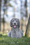 Labradoodle Rde