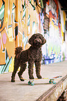 ausgewachsener Labradoodle