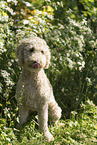 Labradoodle