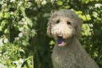 Labradoodle