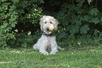 Labradoodle