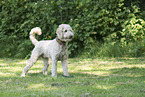 Labradoodle