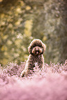 Labradoodle