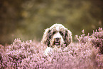 Labradoodle