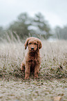 Labradoodle Welpe