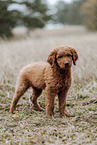 Labradoodle Welpe