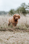 Labradoodle Welpe