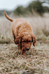 Labradoodle Welpe