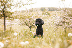 Labradoodle
