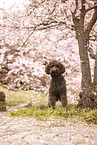 Labradoodle