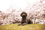 Labradoodle