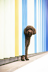 Labradoodle