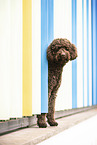 Labradoodle