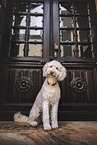 Labradoodle