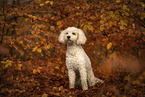 Labradoodle